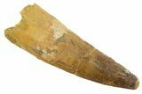 Fossil Spinosaurus Tooth - Real Dinosaur Tooth #347177-1